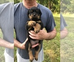 Small Photo #3 Rottweiler Puppy For Sale in BAINBRIDGE IS, WA, USA