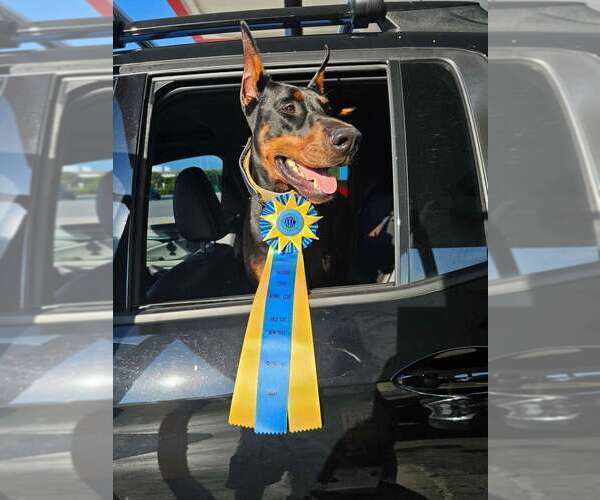 Medium Photo #25 Doberman Pinscher Puppy For Sale in FORT LAUDERDALE, FL, USA