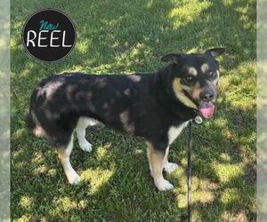 Shepweiller Dogs for adoption in Forestville, MD, USA