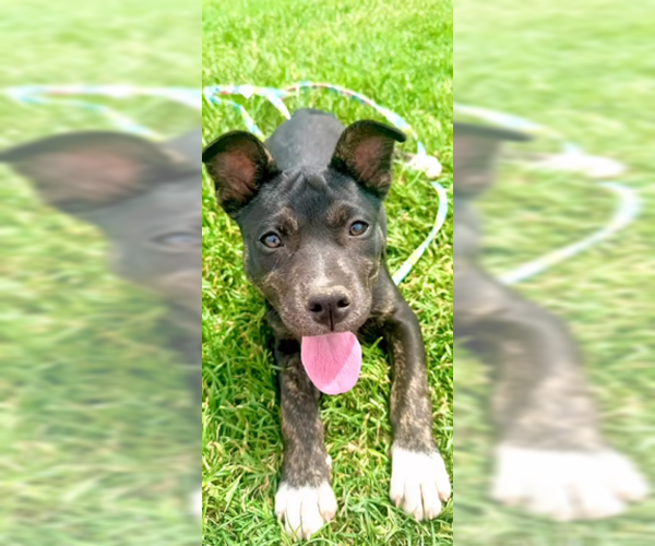 Medium Photo #2 Mutt Puppy For Sale in Des Moines, IA, USA