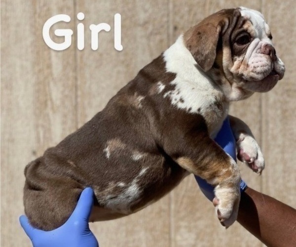 Medium Photo #10 English Bulldog Puppy For Sale in RIVERSIDE, CA, USA