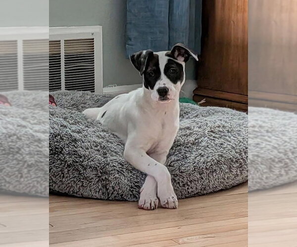 Medium Photo #2 American Staffordshire Terrier-Unknown Mix Puppy For Sale in Duluth, MN, USA