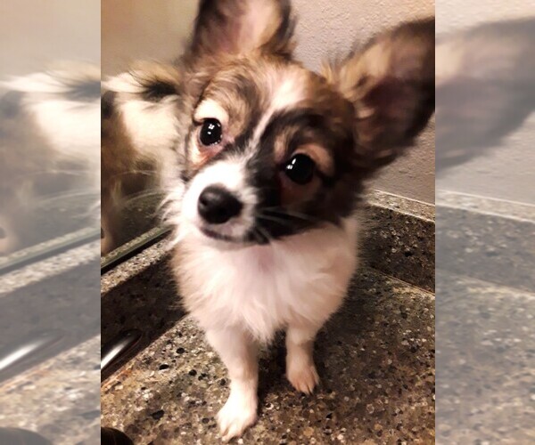 Medium Photo #5 Papillon Puppy For Sale in CHEYENNE, WY, USA