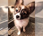Small Photo #5 Papillon Puppy For Sale in CHEYENNE, WY, USA