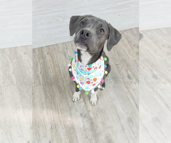 Medium Photo #15 Mutt Puppy For Sale in Murfreesboro, NC, USA