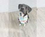 Small #14 Mutt