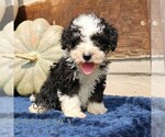 Small Bernedoodle (Miniature)