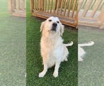 Small #3 English Cream Golden Retriever