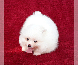 Pomeranian Puppy for sale in PALM BCH GDNS, FL, USA
