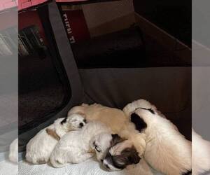 Coton de Tulear Litter for sale in TIMBER, OR, USA