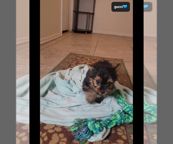 Medium Photo #3 Yorkshire Terrier Puppy For Sale in TUCSON, AZ, USA