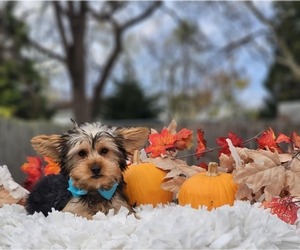Yorkshire Terrier Puppy for sale in INDIANAPOLIS, IN, USA