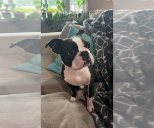 Father of the Boston Terrier puppies born on 09/09/2025