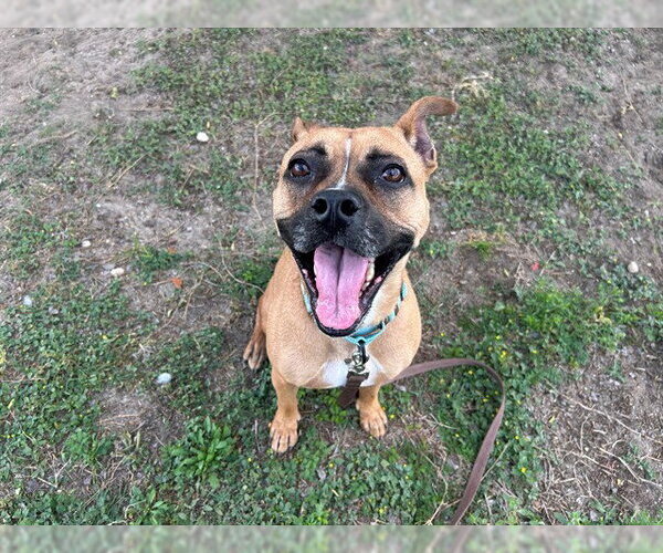 Medium Photo #2 Boxer-Unknown Mix Puppy For Sale in Ocala, FL, USA