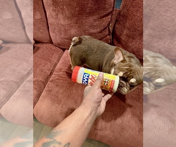 Medium Photo #4 French Bulldog Puppy For Sale in MARIETTA, GA, USA