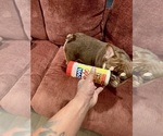 Small #3 French Bulldog