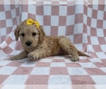 Small #7 Goldendoodle