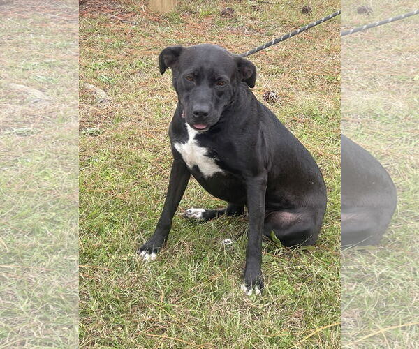 Medium Photo #5 Bulldog-Labrador Retriever Mix Puppy For Sale in Tarrytown, GA, USA