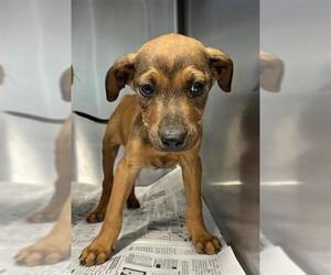 Vizsla Dogs for adoption in San Antonio, TX, USA