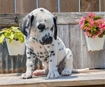 Small #8 Dalmatian