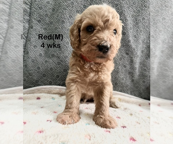 Medium Photo #2 Goldendoodle (Miniature) Puppy For Sale in ELBERT, CO, USA