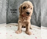 Small #1 Goldendoodle (Miniature)