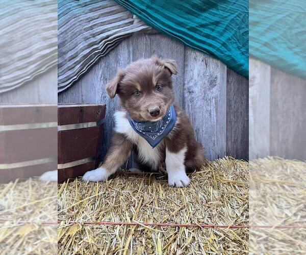 Medium Photo #1 Australian Shepherd Puppy For Sale in BERRYVILLE, AR, USA