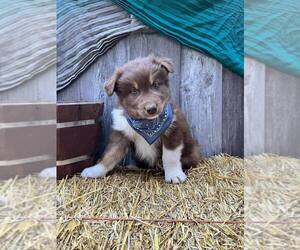 Australian Shepherd Puppy for Sale in BERRYVILLE, Arkansas USA