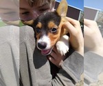 Small Photo #7 Pembroke Welsh Corgi Puppy For Sale in GREELEY, CO, USA