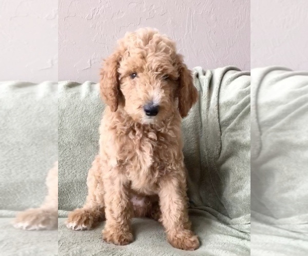 Medium Photo #1 Poodle (Standard) Puppy For Sale in ARCADIA, OK, USA