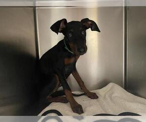 Doberman Pinscher Dogs for adoption in Pasadena, CA, USA