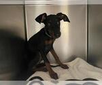 Small Doberman Pinscher