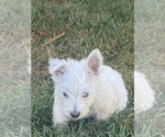 Small #2 West Highland White Terrier