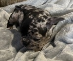 Small #12 French Bulldog