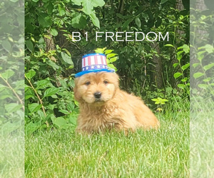 Goldendoodle (Miniature) Puppy for Sale in MILFORD, Michigan USA