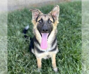 German Shepherd Dog Dogs for adoption in Modesto, CA, USA