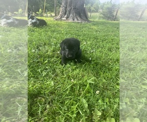 Medium Labrador Retriever