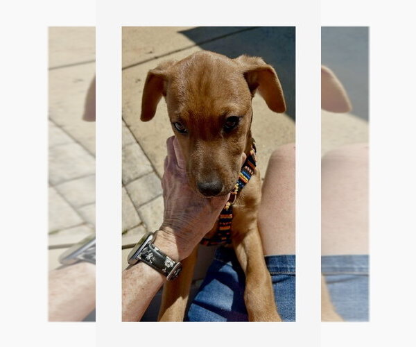Medium Photo #8 Redbone Coonhound-Unknown Mix Puppy For Sale in Mooresville, NC, USA