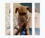 Small #7 Redbone Coonhound Mix