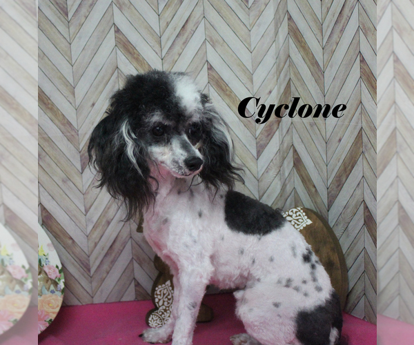 Medium Photo #1 Poodle (Toy) Puppy For Sale in CHANUTE, KS, USA