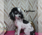 Small Poodle (Toy)