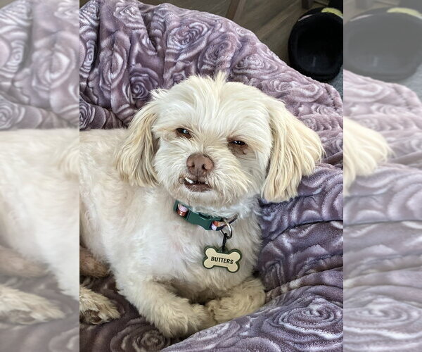 Medium Photo #1 Shih Tzu-Unknown Mix Puppy For Sale in San Diego , CA, USA