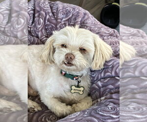 Shih Tzu-Unknown Mix Dogs for adoption in San Diego , CA, USA