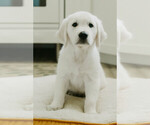 Puppy Hunter English Cream Golden Retriever