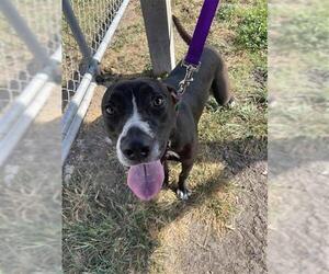 BROWNIE BATTER BLIZARD GIRL - Female Labrador Retriever Dog for Adoption