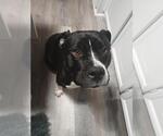 Small #2 American Pit Bull Terrier Mix