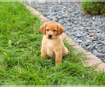 Small #2 Labrador Retriever
