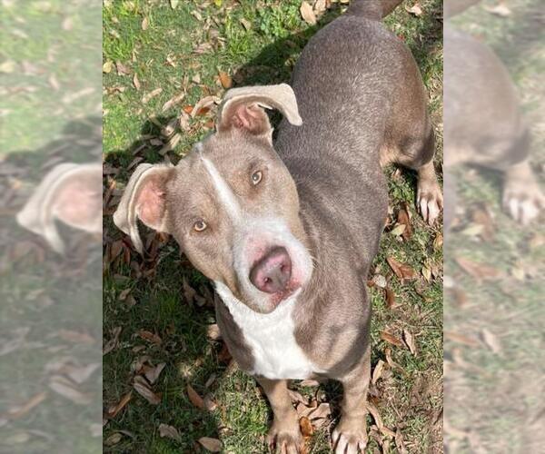 Medium Photo #2 American Pit Bull Terrier-Unknown Mix Puppy For Sale in Texas City, TX, USA