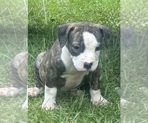 Alapaha Blue Blood Bulldog Puppy for sale in ALBANY, GA, USA