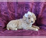 Small Photo #6 Goldendoodle Puppy For Sale in OXFORD, PA, USA